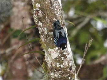 Blue Nuthatch (Sitta azurea) by Ian
