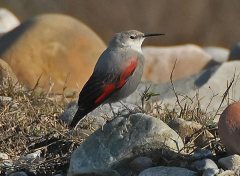 Wallcreeper (Tichodroma muraria) by Nikhil 