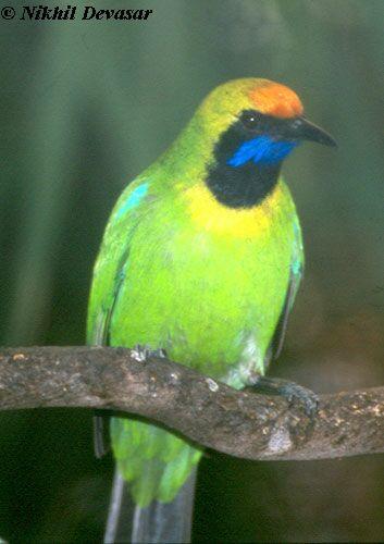 Golden-fronted Leafbird (Chloropsis aurifrons) by Nikhil Devasar