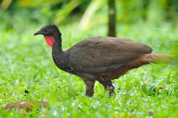 Crested Guan (Penelope purpurascens) by Reinier Munguia