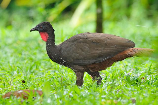 Crested Guan (Penelope purpurascens) by Reinier Munguia