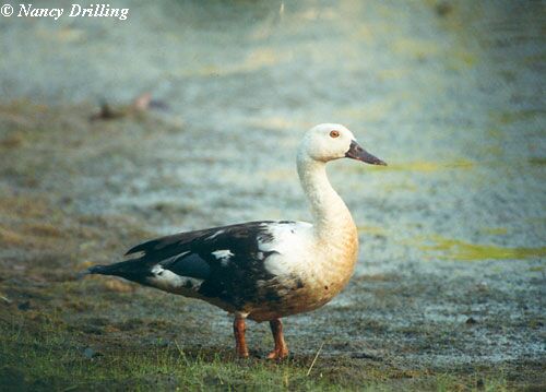 White-winged Duck (Asarcornis scutulata) by Nikhil