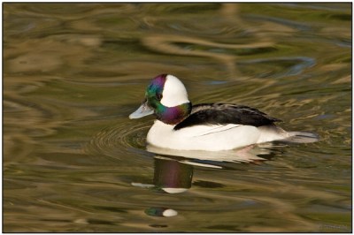 Bufflehead (Bucephala albeola) by Daves BirdingPix