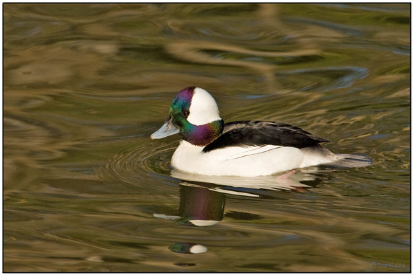 Bufflehead (Bucephala albeola) by Daves BirdingPix