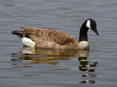 Canada Goose (Branta canadensis) by Ian