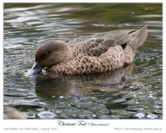 Chestnut Teal (Anas castanea) Female by Ian