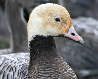 Emperor Goose (Anser canagicus) head ©USFWS