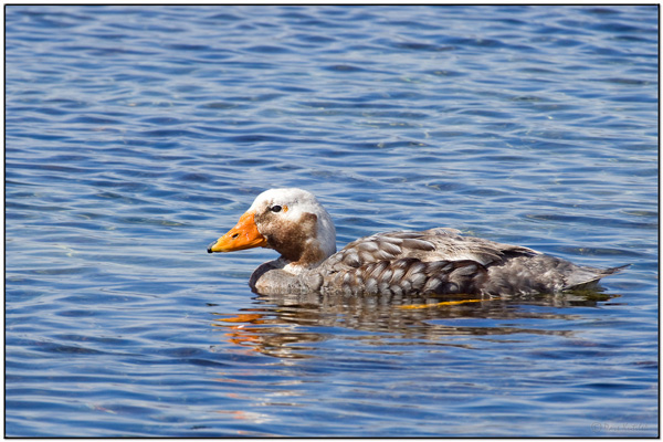 Falkland Steamer Duck (Tachyeres brachypterus) by Dave's BirdingPix