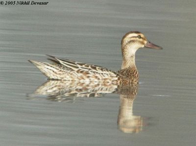 Garganey (Anas querquedula) by Nikhil Devasar