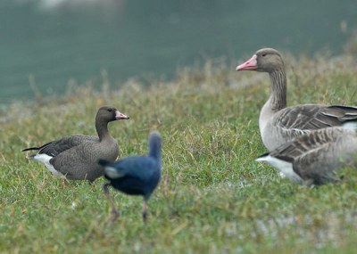 Greater White-fronted Goose (Anser albifrons) by Nikhil Devasar
