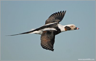 Long-tailed Duck (Clangula hyemalis) by Ray