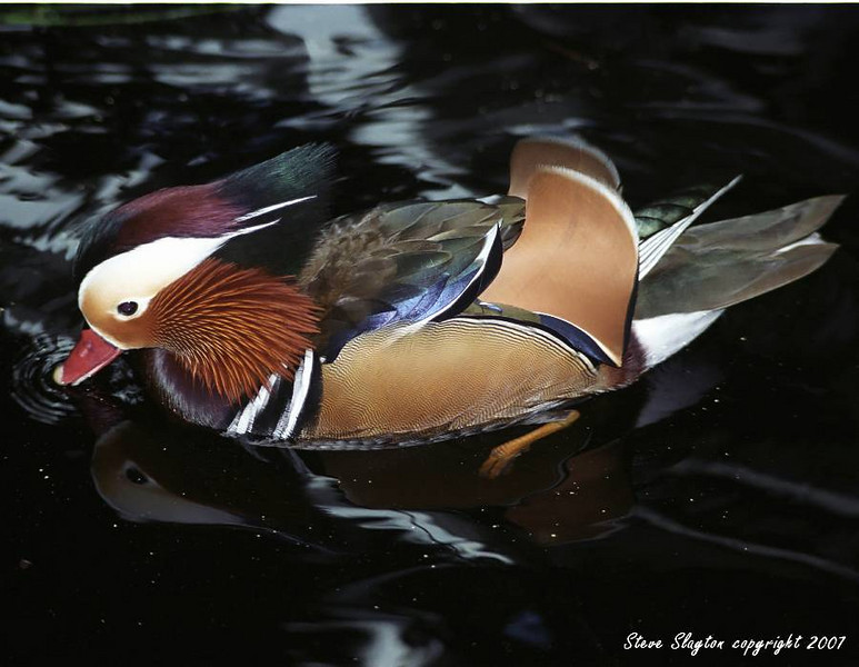 Mandarin Duck (Aix galericulata) by S Slayton