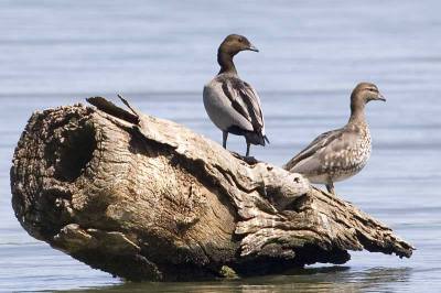 Maned Duck (Chenonetta jubata) ©AGrosset