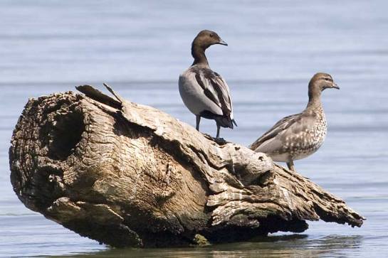 Maned Duck (Chenonetta jubata) ©AGrosset