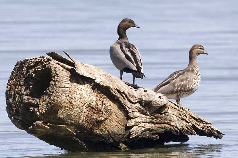 Maned Duck (Chenonetta jubata) ©AGrosset