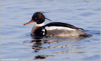 Red-breasted Merganser (Mergus serrator) by Ray Red-breasted Merganser (Mergus serrator) by Ray