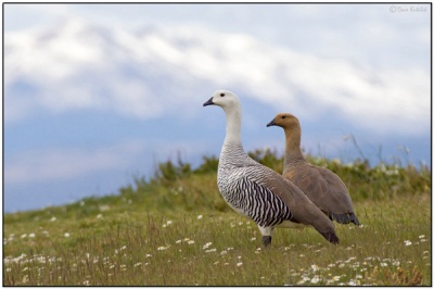 Upland Goose (Chloephaga picta) by Daves BirdingPix