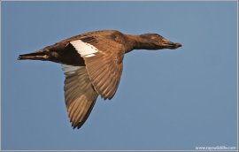 White-winged Scoter (Melanitta deglandi) by Ray