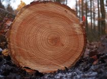 Tree rings from Wikipedia