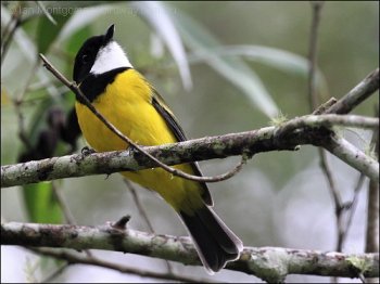 Australian Golden Whistler (Pachycephala pectoralis) by Ian