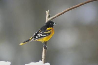 Baltimore Oriole (Icterus galbula) ©USFWS