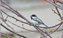 CHICKADEE-DEE-DEE DANGER –&nbsp;Repost
