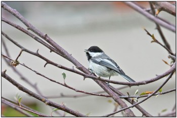Black-capped Chickadee by Dave's BirdingPix Black-capped Chickadee by Dave's BirdingPix