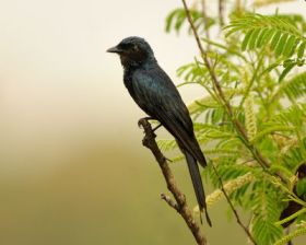 Black Drongo (Dicrurus macrocercus) by TAJA