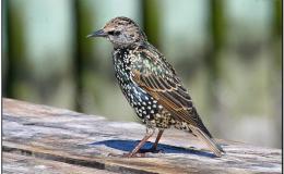Videos of Large Formations of&nbsp;Birds