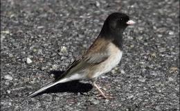 Four Billion Birds&nbsp;Flying