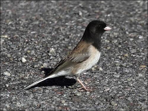 Dark-eyed Junco (Junco hyemalis) by Ian
