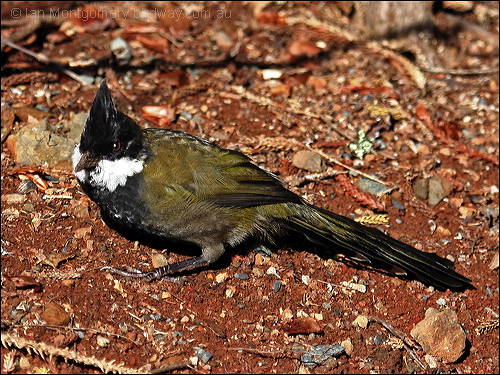 Eastern Whipbird (Psophodes olivaceus) by Ian