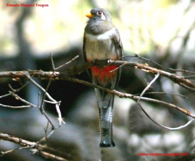Elegant Trogon (Trogon elegans) by S Slayton