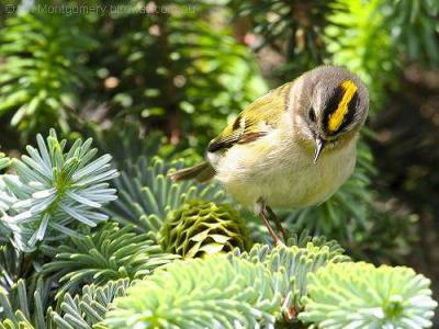 Goldcrest (Regulus regulus) by Ian