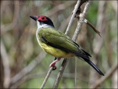 Green Figbird (Sphecotheres viridis) by Ian