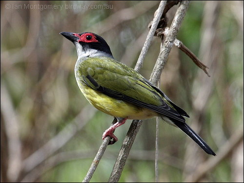 Green Figbird (Sphecotheres viridis) by Ian