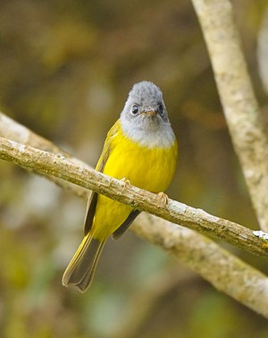 Grey-headed Canary-Flycatcher (Culicicapa ceylonensis) by W Kwong