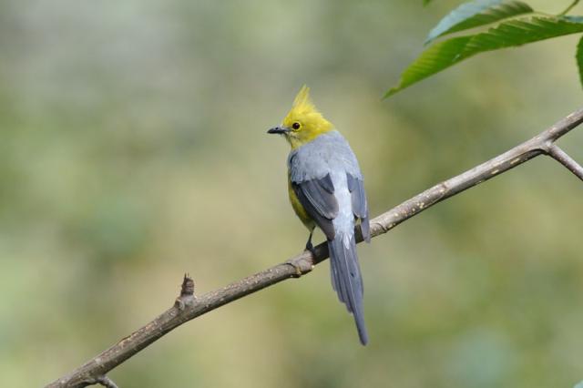 Grey Silky-flycatcher (Ptilogonys cinereus) Reinier Munguia