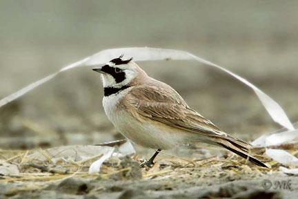 Horned Lark (Eremophila alpestris) by Nikhil Devasar