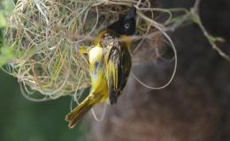 Sunday Inspiration – Weavers and&nbsp;Allies