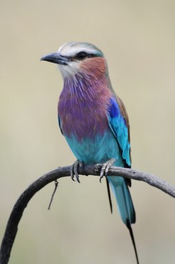 Lilac-breasted Roller (Coracias caudatus) by Bob-Nan
