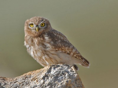 Little Owl (Athene noctua) by Nikhil Devasar