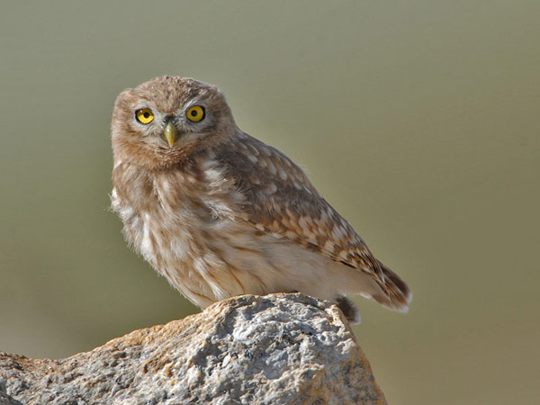 Little Owl (Athene noctua) by Nikhil Devasar