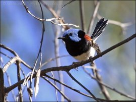 Lovely Fairywren (Malurus amabilis) by Ian