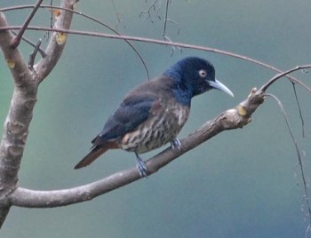 Maroon Oriole (Oriolus traillii) by Nikhil Devasar