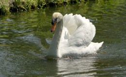 October’s Bird of the Month –&nbsp;Swan