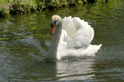 Mute Swan (Cygnus olor)II at Bok Tower By Dan'sPix