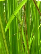 New Zealand Stick Insect - (Landcare Research Manaaki Whenua)