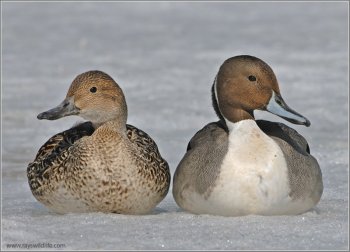 Northern Pintail (Anas acuta) pair by Ray