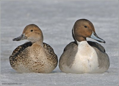 Northern Pintail (Anas acuta) pair by Ray